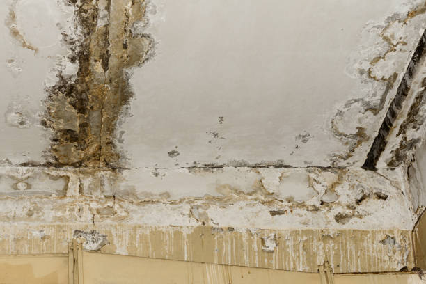 Best Water damage restoration mold remediation  in Glennville, GA