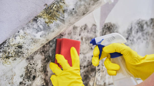 Best Mold removal after water damage  in Glennville, GA